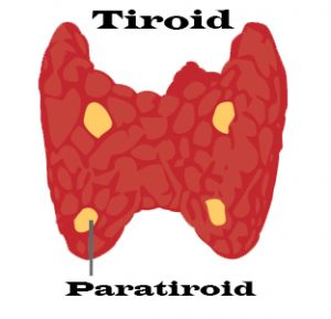 paratiroid