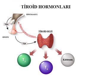 Tiroid fonksiyon testleri